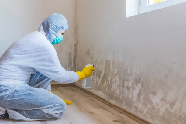 Licensed Mold Removal service in Hampton, VA - Mold Remediation HQ