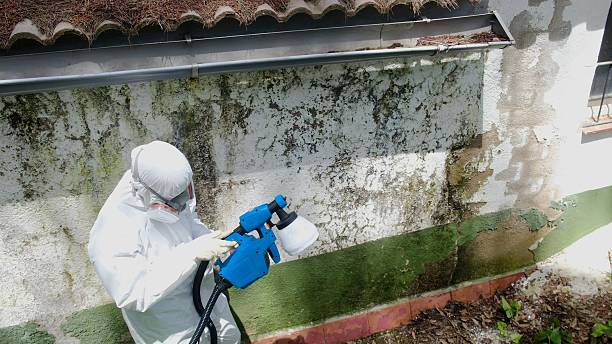Top rated local Mold Removal specialists in Hampton, VA
